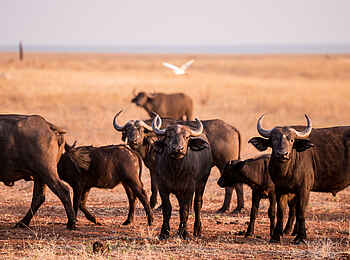 Changa Safari Camp: Eine aufmerksame Büffelherde Changa Safari Camp: Eine aufmerksame Büffelherde