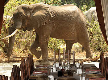 Chiawa Camp: Elefant im Camp