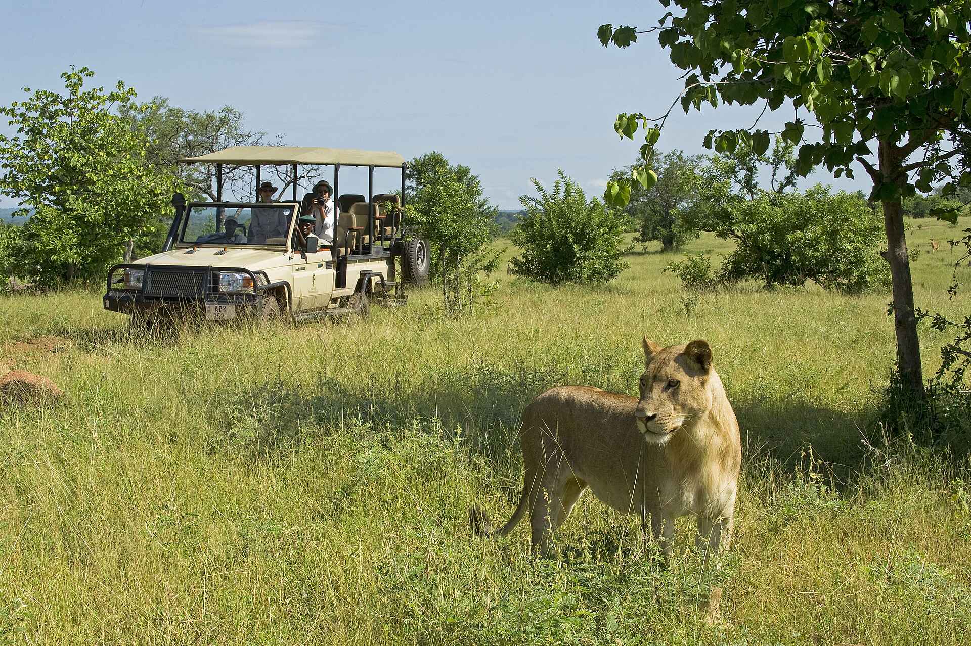 Chichele Presidential, Kaunda, Leoparden, Luangwa-Tal, Sanctuary Retreats, South Luangwa National Park, Game Drive, Löwe, Panthera Leo, Afrikarma, Afrikarma Safaris, afrikarma Safaris - Wildnis. Hautnah., Afrikarma.de, Begrüßung, Gästechalet, Hauptgebäude, Kenneth Kaunda, Personal, Rezeption