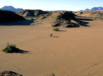 Damaraland Camp: Einsamer Elefant