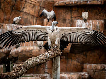 Eagles Crag Lodge: Ein Geier zeigt seine Flügel Eagles Crag Lodge: Ein Geier zeigt seine Flügel