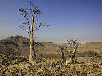 Etendeka Mountain Camp: Bottle Trees vor der weiten Landschaft Etendeka Mountain Camp: Bottle Trees vor der weiten Landschaft