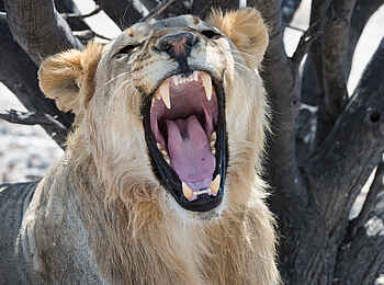Etosha Mountain Lodge: Ein gähnender Löwe