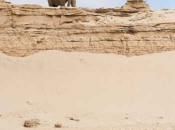 Hoanib Skeleton Coast Camp: Wüstenelefant Hoanib Skeleton Coast Camp: Wüstenelefant