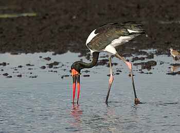 KaingU Safari Lodge: Sattelstorch