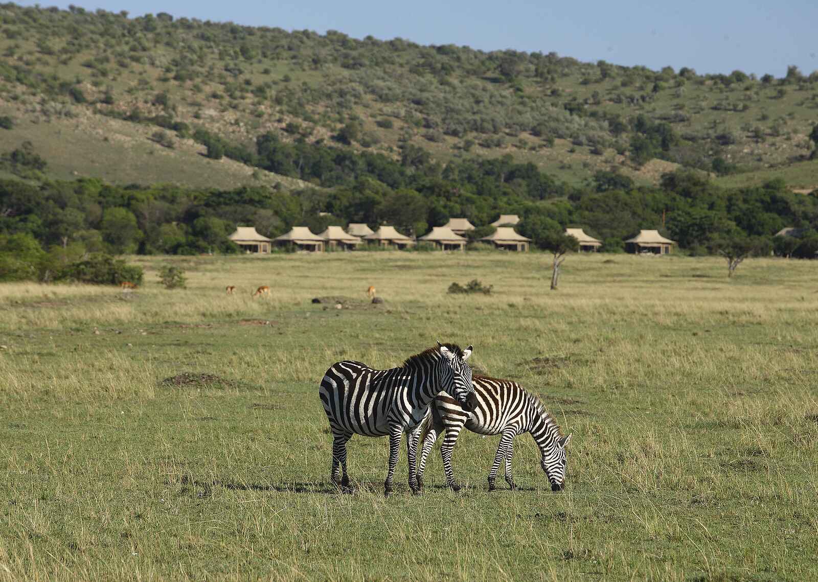 Kichwa Tembo Tented Camp: Zebra-Paar Kichwa Tembo Tented Camp: Zebra-Paar