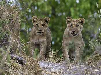 Kiri Camp: Zwei junge Löwen Kiri Camp: Zwei junge Löwen