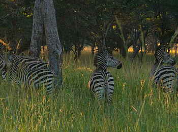 Lilayi: Zebraherde im Gras Lilayi: Zebraherde im Gras