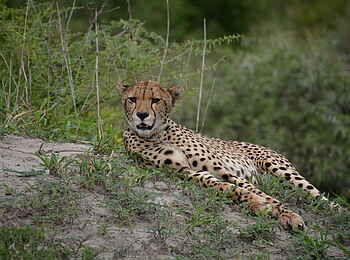 Little Chem Chem: Liegender Gepard Little Chem Chem: Liegender Gepard