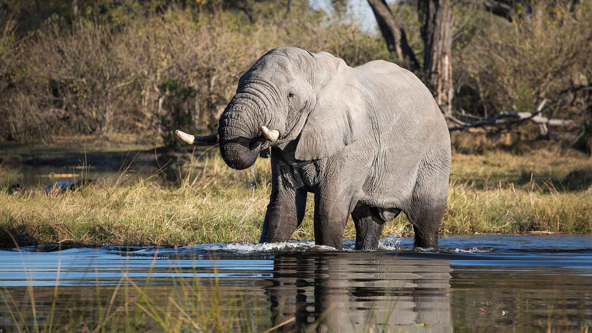 Little Sable Camp: Ein Elefantenbulle
