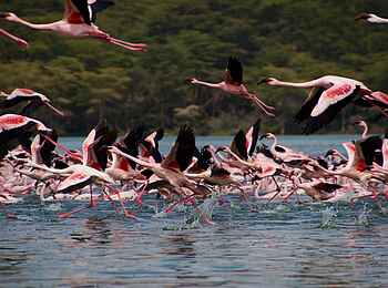 Loldia House: Riesige Flamingoschwärme - ein echtes Highlight des Nakuru Sees Loldia House: Riesige Flamingoschwärme - ein echtes Highlight des Nakuru Sees