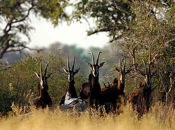 Mapula Lodge: Antilopen in Hab-Acht-Stellung
