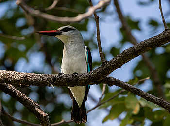 Mokolwane Camp: Eisvogel