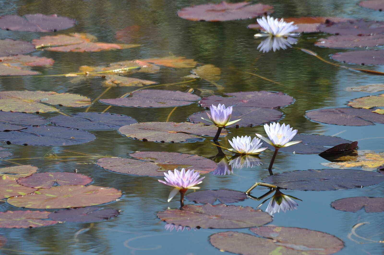 Nanzhila Plains Safari Camp: Seerosenteich Nanzhila Plains Safari Camp: Seerosenteich