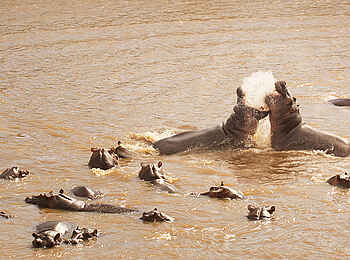 Olakira Migration Camp: Nilpferde
