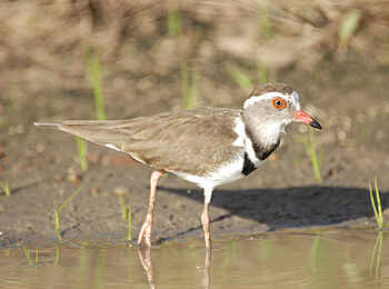 Robin Pope Safaris: Dreibandregenpfeifer