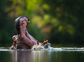 Singita Elela Luxury Lodge: Ein Nilpferd im Wasser Singita Elela Luxury Lodge: Ein Nilpferd im Wasser