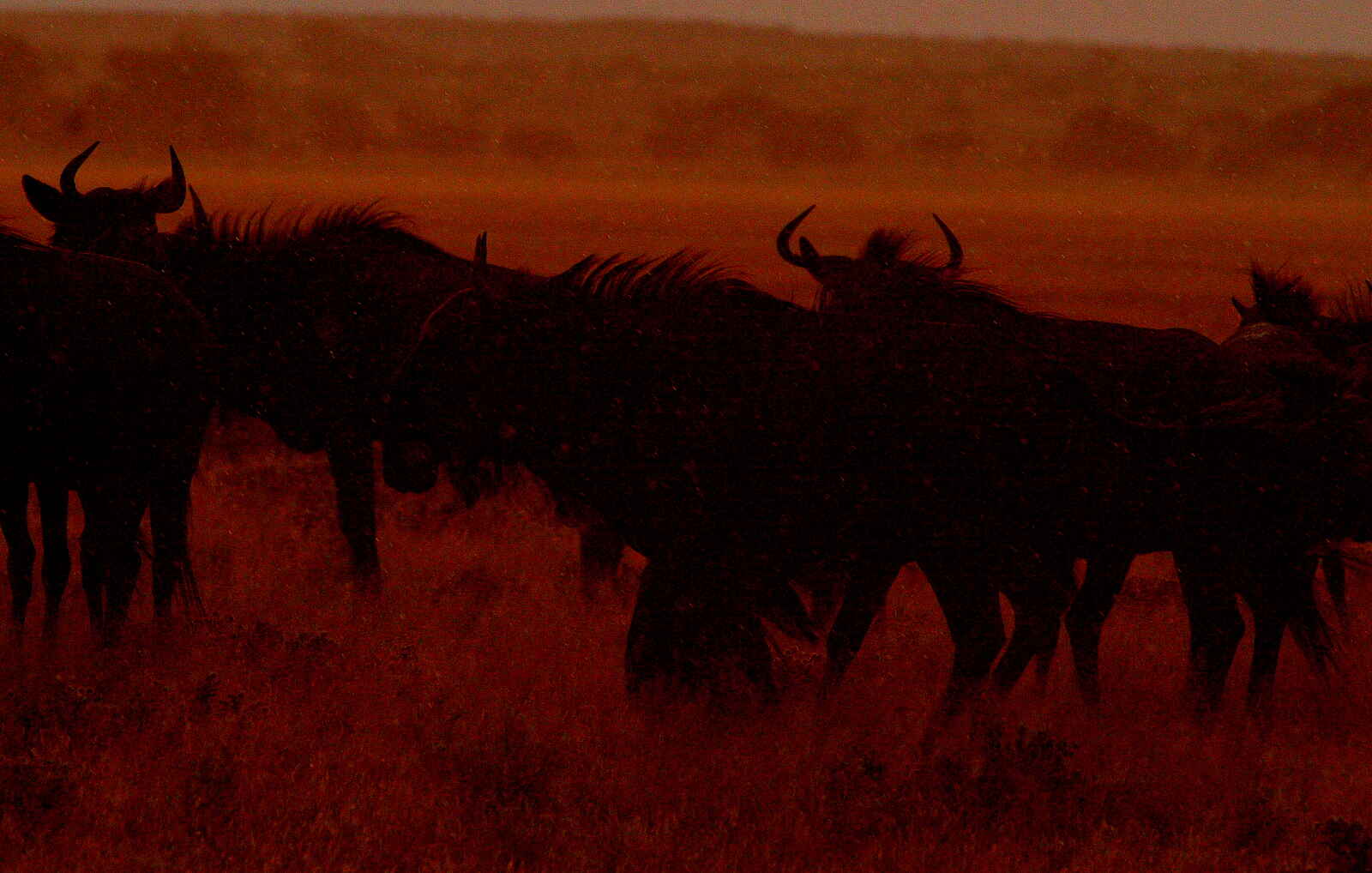 Tau Pan Camp: Gnus im Abendlicht Tau Pan Camp: Gnus im Abendlicht