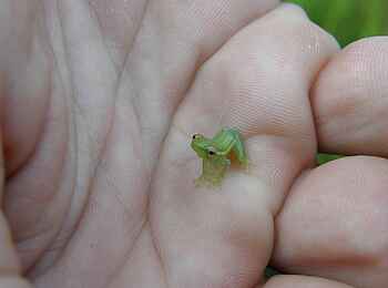 Wasa Lodge: Riedfrosch