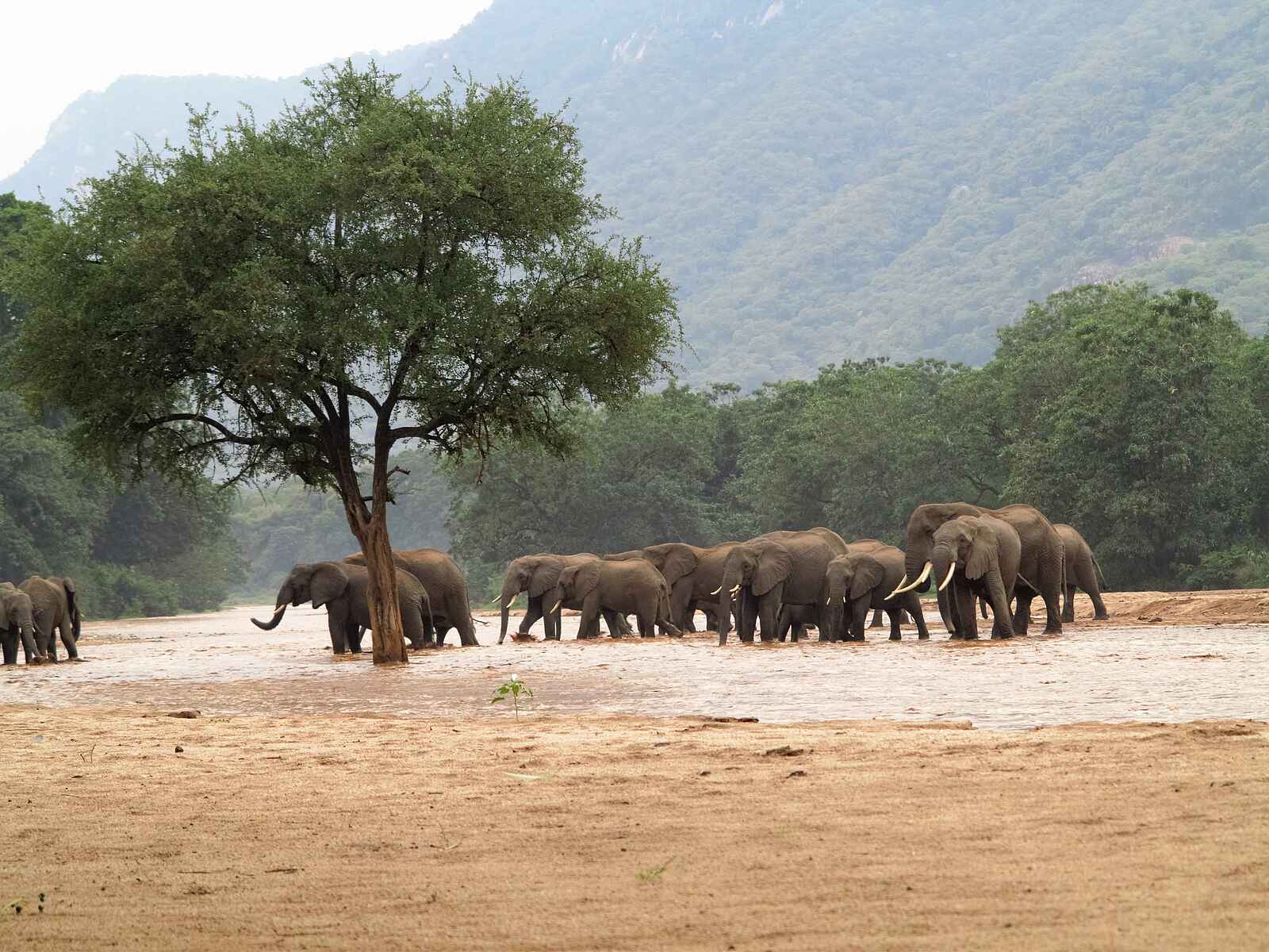 Wayo Manyara Green Camp: Elefantenherde im Hochwasser Wayo Manyara Green Camp: Elefantenherde im Hochwasser