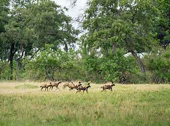 4 Rivers Camp: Wildhunde 4 Rivers Camp: Wildhunde