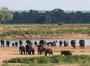 Chilo Mahove Tented Camp: Elefanten am Runde River Chilo Mahove Tented Camp: Elefanten am Runde River