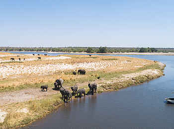 Chobe Savanna Lodge: Elefantensichtung
