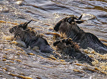 Entim Masai Mara: Schwimmende Gnus