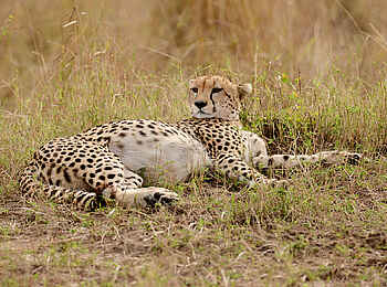 Entim Masai Mara: Vollgefressene Gepardin