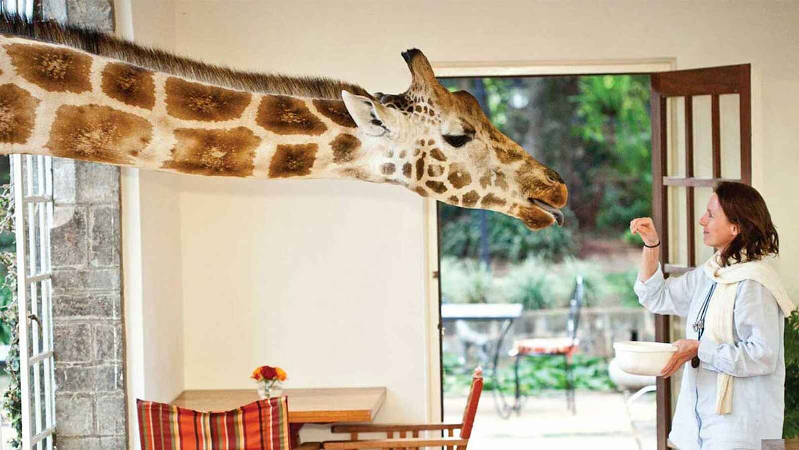 Giraffe Manor: Giraffe im Fenster Giraffe Manor: Giraffe im Fenster