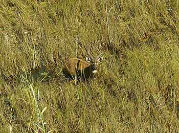 Kwetsani Camp: Sitatunga Kwetsani Camp: Sitatunga