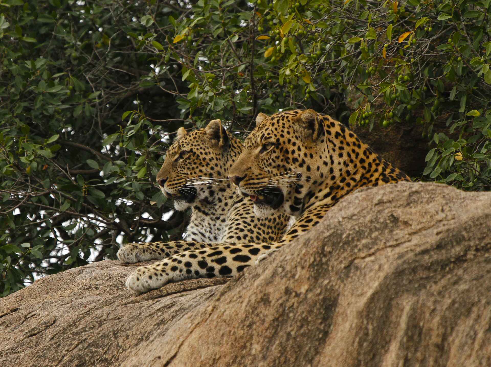 Friedkin Conservation Fund, Legendary Expeditions, Legendary Mwiba Lodge, Mwiba Wildlife Reserve, Afrikarma, Afrikarma Safaris, Afrikarma Safaris. Wildnis. Hautnah., Afrikarma.de, Game Drive, Safari, Tierbeobachtung, Leopard, Panthera Pardus