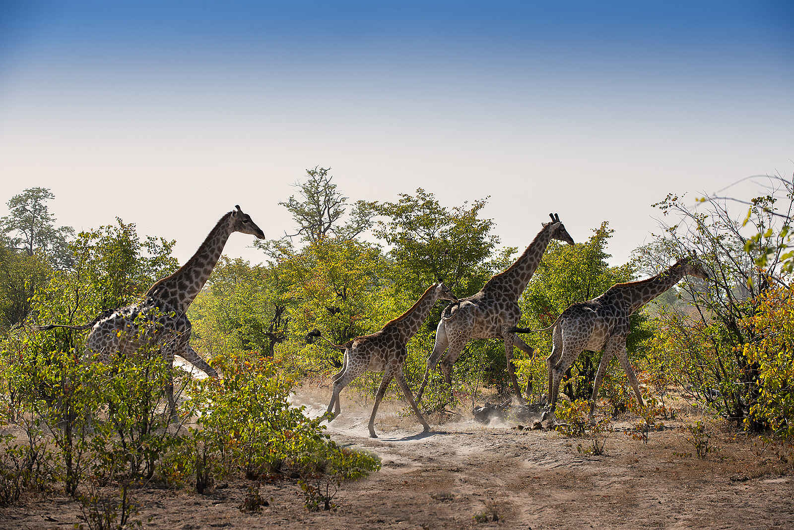 Linyanti Expeditions: Giraffen im Mopanebusch Linyanti Expeditions: Giraffen im Mopanebusch