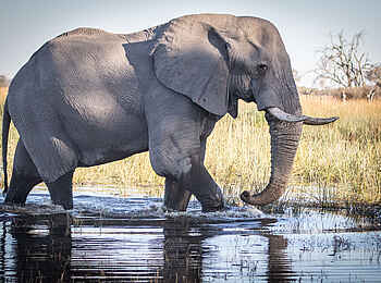 Mma Dinare Camp: Elefant im Sumpf Mma Dinare Camp: Elefant im Sumpf