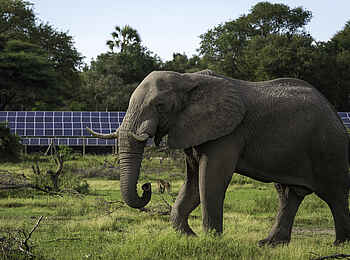 Mombo Camp: Elefant vor den Solarpanels Mombo Camp: Elefant vor den Solarpanels