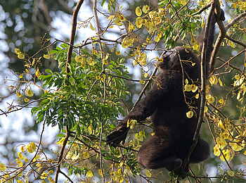 Ngaga Camp: Ein Gorilla auf Nahrungssuche