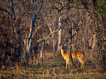Ntemwa Busanga Bushcamp: Puku