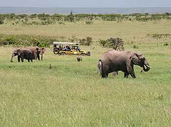 Olare Mara Kempinski: Elefantenbegegnung