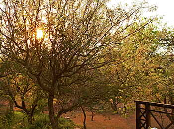 Thanda Villa iZulu: Pool mit Ausblick Thanda Villa iZulu: Pool mit Ausblick