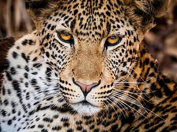 Time + Tide Chongwe: Leopard aus der Nähe