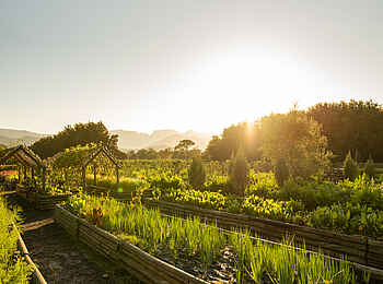 Boschendal Wine Estate: Im Garten