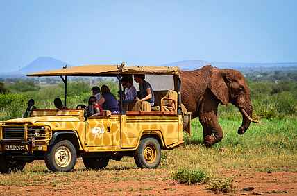 Campi ya Kanzi Lodge: Game Drive