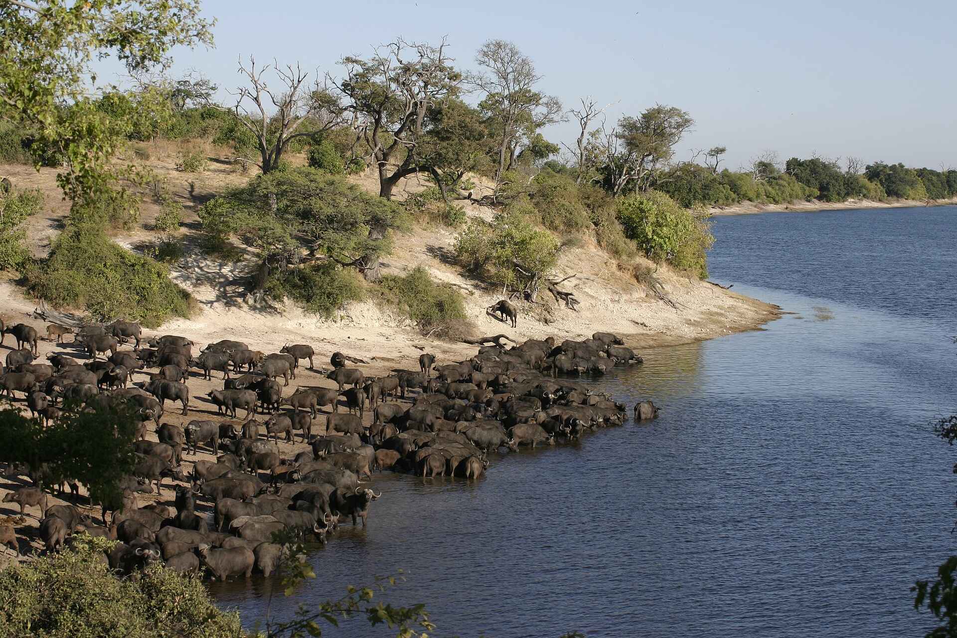 Chobe Elephant Camp: Büffelherde am Chobe River