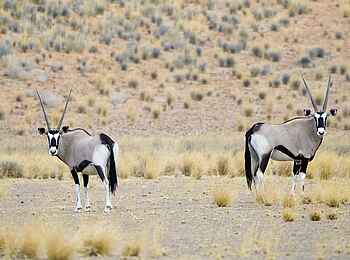 Doro Nawas: Oryxantilopen