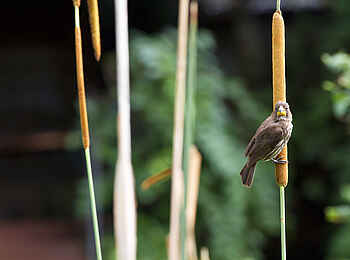 Gibbs Farm: Webervogel im Schilf