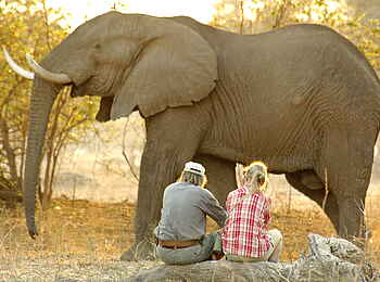 Goliath Tented Camp: Elefantenbegegnung