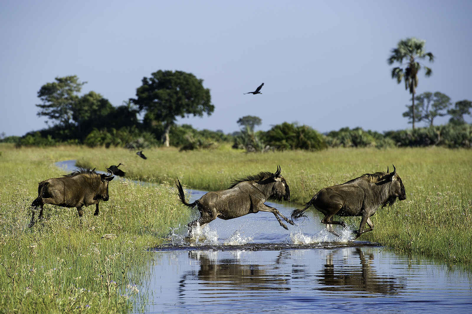 Jacana Camp: Gnus im Wasser Jacana Camp: Gnus im Wasser