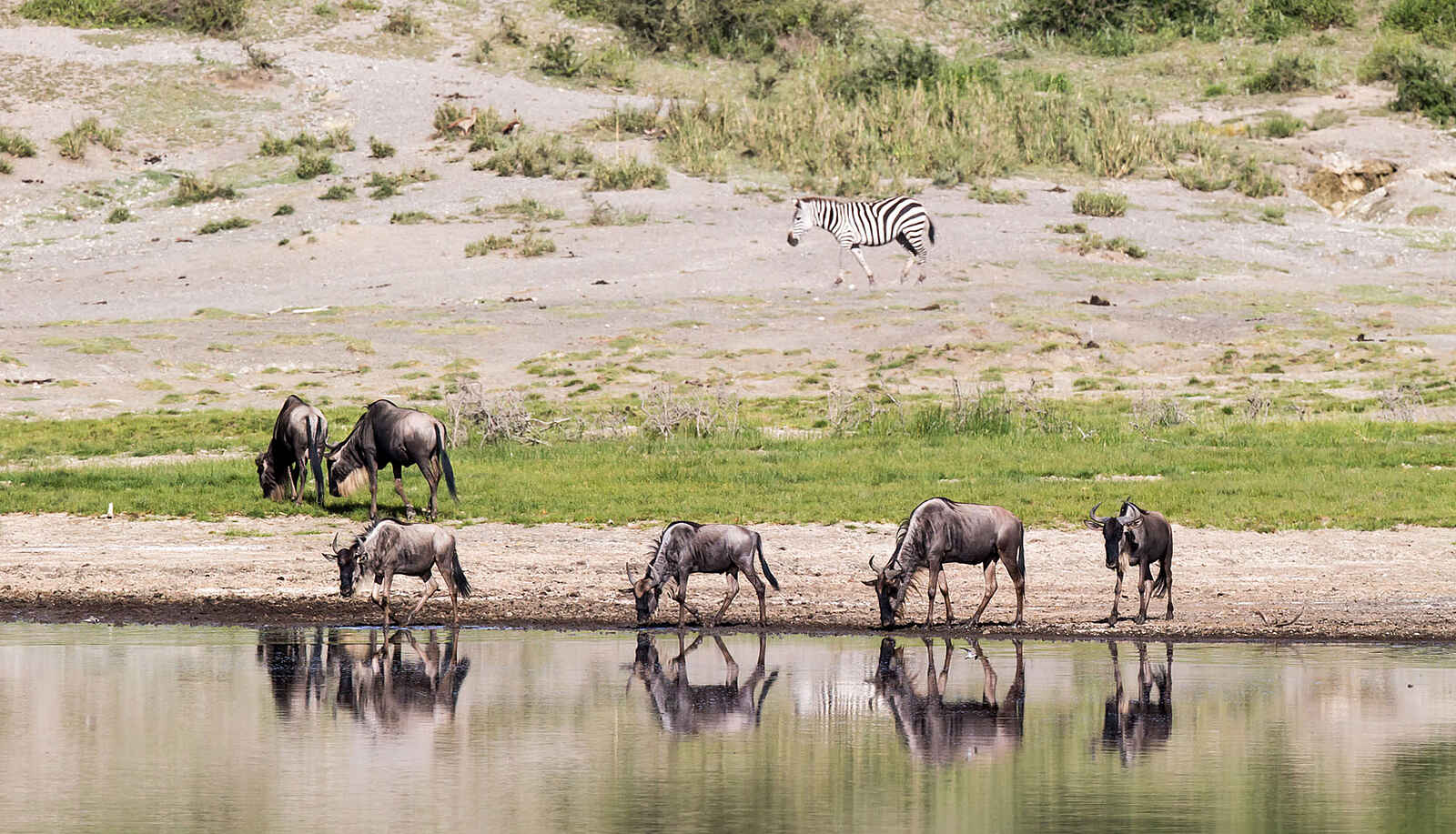 Klein's Camp: Gnus trinken am Fluss Klein's Camp: Gnus trinken am Fluss