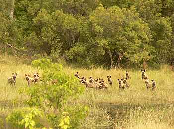 Kujwana Camp: Afrikanische Wildhunde