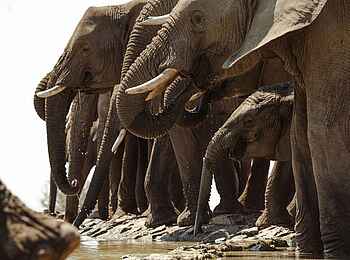 Last Word Madikwe Lodge: Elefanten am Wasserloch
